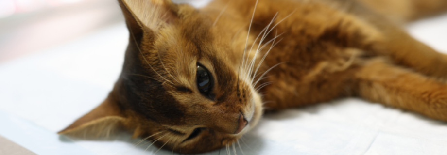 La leucose féline (FeLV)