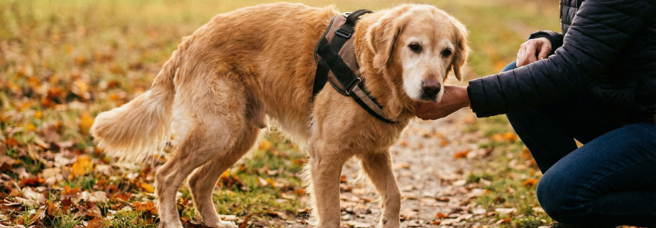 Ataxie chez le chien : causes, signes cliniques et prise en charge