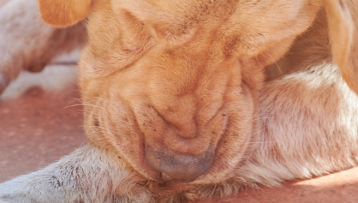 Pourquoi mon chien se mordille les pattes ? La réponse de nos vétérinaires