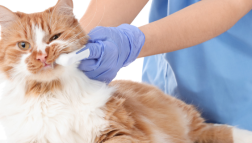 La gingivite chez le chat : Guide complet de cette affection bucco-dentaire