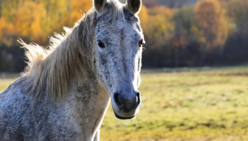 La mise à l'herbe du cheval au printemps