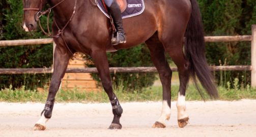 La région du boulet chez le cheval : anatomie, pathologies courantes et prise en charge