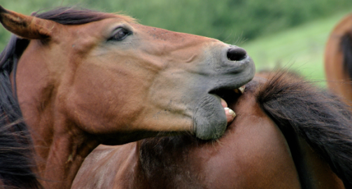 La dermite estivale : origine, signes cliniques, traitements et prévention