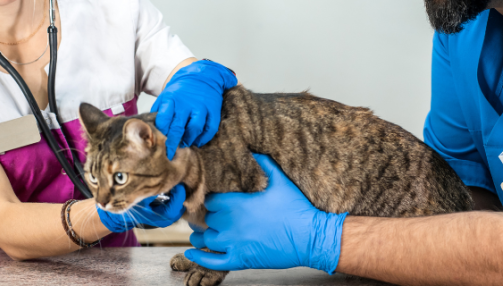 Le diabète chez le chat : tout ce que vous devez savoir pour protéger votre compagnon face à cette pathologie
