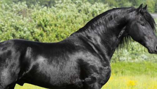 Frison : santé, alimentation, caractéristiques, tout savoir sur cette race de cheval