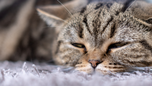 Tout savoir sur l’hyperthyroïdie chez le chat