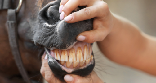 La dentition du cheval : particularités et prise en charge