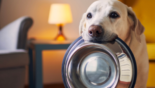 Mon chien mange trop vite : comprendre les risques et mettre en place des solutions durables