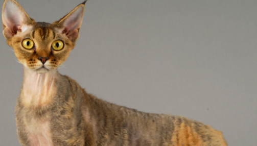 Le Devon Rex