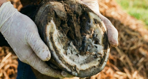 La fourmilière chez le cheval : origine, signes cliniques et prise en charge