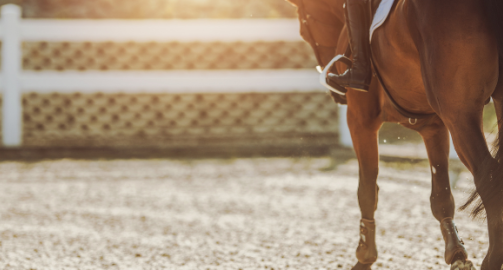 Ulcères gastriques chez le cheval : circonstances d’apparition, symptômes et prise en charge 24 avril 2024