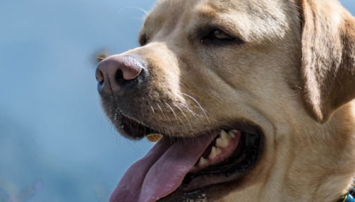 Comment éviter le coup de chaleur chez votre chien