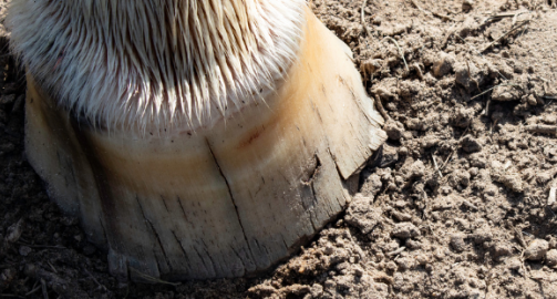 Seime chez le cheval : définition, origine et prise en charge