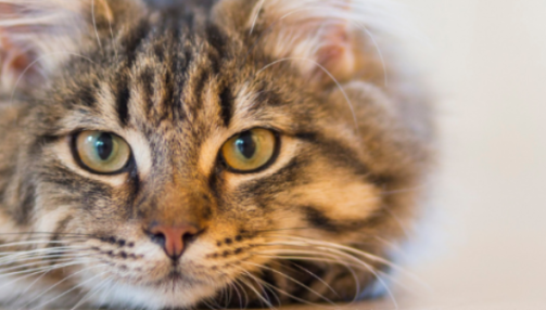 Comprendre l’insuffisance rénale chez le chat