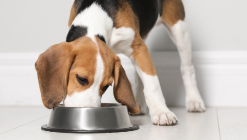 Bien nourrir un chien stérilisé