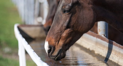 Électrolytes pour chevaux : qu’est-ce que c’est, et à quoi ça sert ?