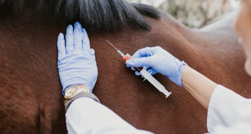 La vaccination du cheval : pourquoi ? comment ?