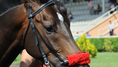 Le dopage chez les chevaux : ce qu’il faut retenir