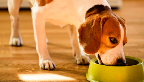 Comment réussir une transition de croquettes pour son chien ?
