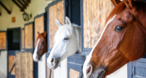 Vitamine E chez le cheval : quel est son rôle ? Faut-il en donner ?