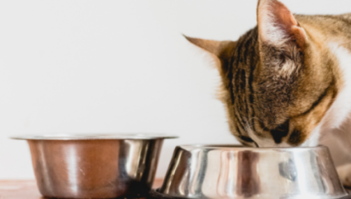 Transition alimentaire pour chat : comment changer ses croquettes ?