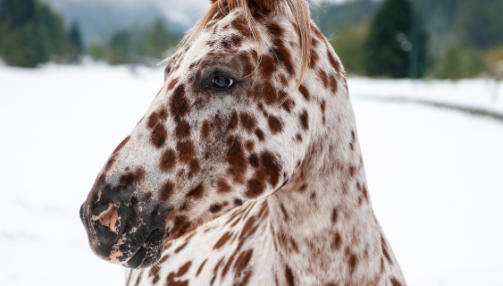 Appaloosa : morphologie, caractère, alimentation et aptitudes