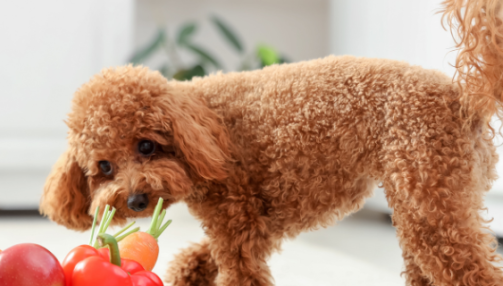 Quels fruits et légumes donner à son chien ?