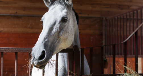 La flore digestive du cheval : comprendre et prendre soin du microbiote intestinal