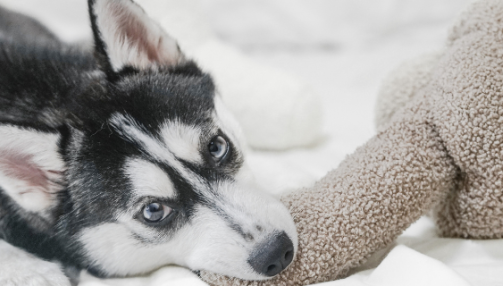Le Pomsky
