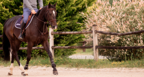 Probiotiques pour chevaux : que sont les modulateurs de flore digestive chez le cheval ? Tout savoir sur les pré, pro, et postbiotiques