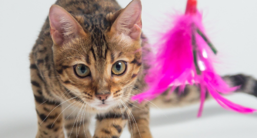 Quel jouet choisir pour son chat ?