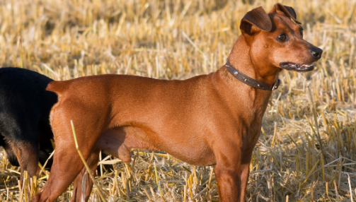 Pinscher allemand : alimentation, santé, caractéristiques