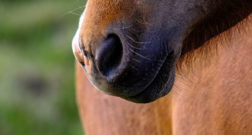 Tout savoir sur la rhinopneumonie chez le cheval