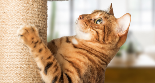 Comment éduquer un chat ?