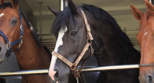 Transport cheval : conseils et bonnes pratiques
