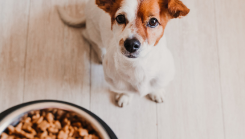 Comment réussir une transition de croquettes pour son chien ?