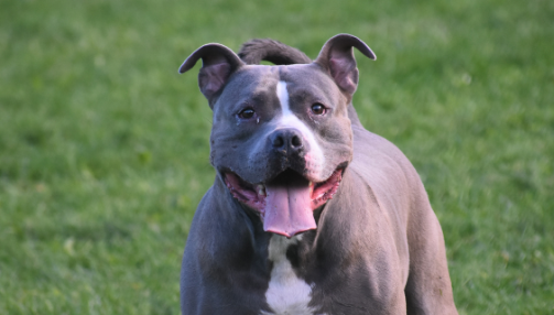 Le Pitbull