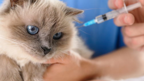 Vaccination du chat : guide complet