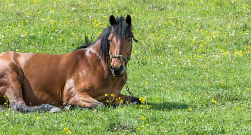 Mon cheval est couché, que faire ?