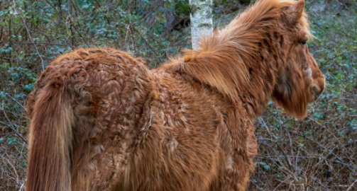 Tout savoir sur la maladie de cushing chez le cheval