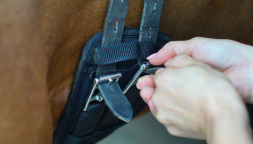 Douleur au sanglage chez le cheval : ce qu'il faut savoir