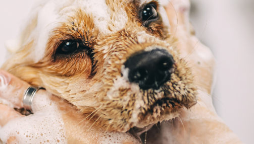 Laver son chien : Shampoing sec ou bain classique ?
