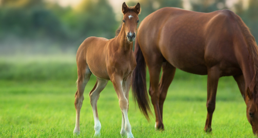 La croissance du poulain : tout ce qu’il faut savoir