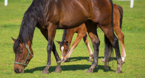 Bien nourrir un cheval au pré
