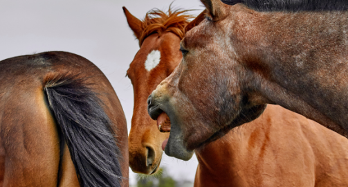 La toux chez le cheval : circonstances d’apparition et prise en charge