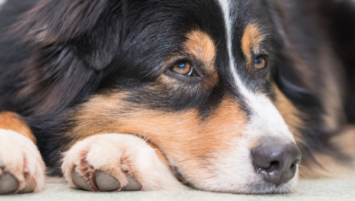 Diabète du chien : tout comprendre sur la maladie