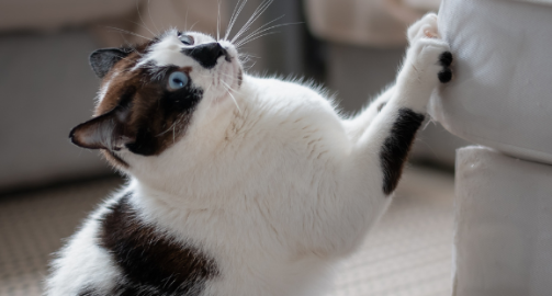Mon chat griffe tout, que faire ?