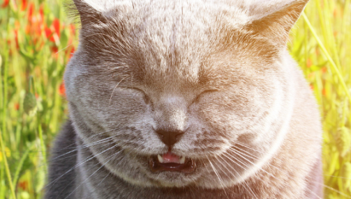 Mon chat éternue : quand faut-il s’inquiéter ?