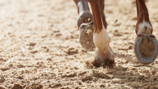 L’arthrose chez le cheval : causes, symptômes et prise en charge