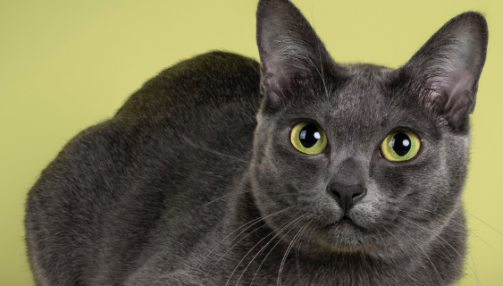 Chat Korat : caractère, origine, santé et conseils pour bien l’adopter